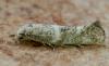Elachista sp.